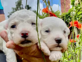 Allergivenlige hundehvalpe