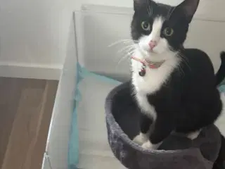 Hus hun kat 