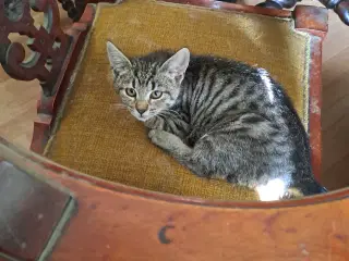 Kattekillinger 