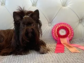 Smuk Unik Chokolade Yorkshire Terrier