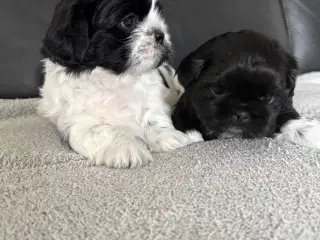 Shih tzu hvalpe