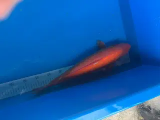 Japansk koi