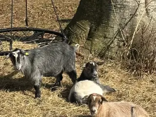 3 dværggeder sælges