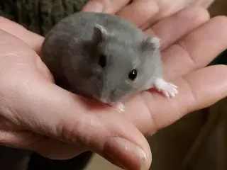 Sød hamster piger 