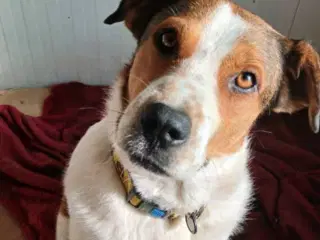 Skønne Carlotta søger sit helt eget hjem