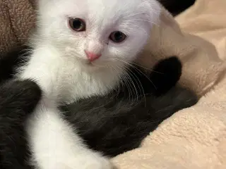 British /scottish fold