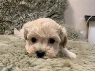 Små fine mini Maltipoo babyer er rejseklar nu . 