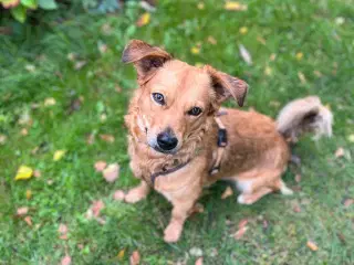 Sødeste Nino leder efter ny familie 🩵