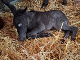 Shetlænder Knabstrupper hingsteføl