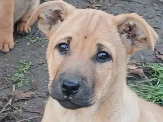 Lille Smilla leder efter sin 4-ever familie