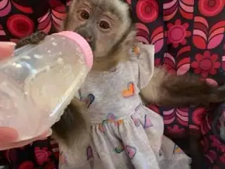Capuchin abe til salg 20% ​​rabat på prisen