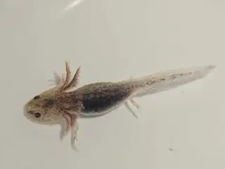 Axolotl