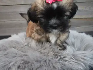 Lhasa apso pige med stamtavle 