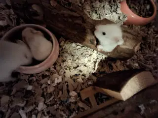 De skønneste guldhamster unger til salg ❤️