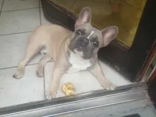 Fransk bulldog 