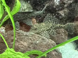 Pleco maller - Hurtig Handel foretrækkes