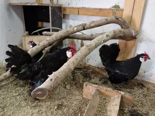 Dværghøns Bantam
