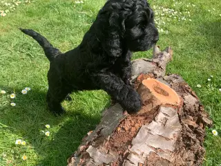 Skønne Cockerpoo 