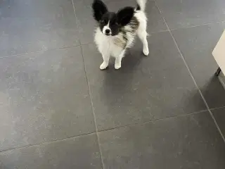 Papillon tæve hvalp