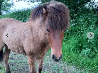Islænder vallak 2år
