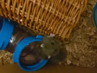 Dværg hamster unger