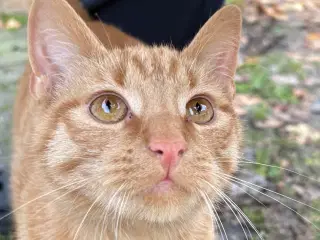 Smuk orange hankilling🧡