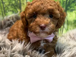 Maltipoo  