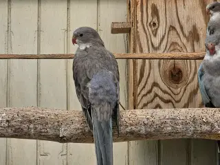 Forskellige Sangparakitter 