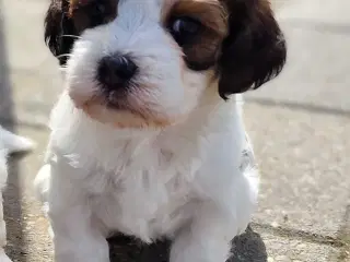 Smukke Bichon Havanais hvalpe 