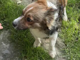 Bobby 