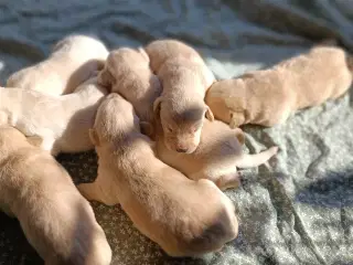Labrador Retriever hvalpe 