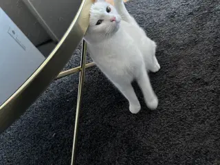 Hvid huskat (indekat) 