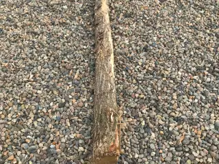 Egetræs hegnspæle 160 cm lange 