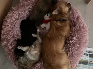 Chihuahua hvalpe