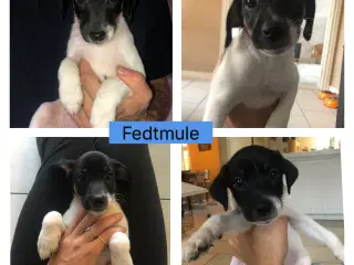 Fedtmule og Batman søger nye hjem