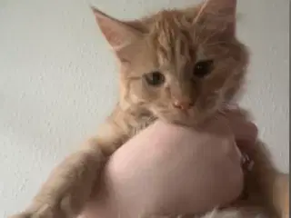 Lækker Maine coon pige