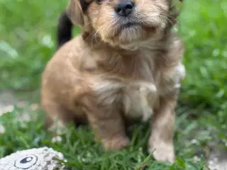 Cavalier Blanding