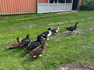 Moskusænder