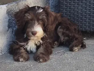 Hunde hvalp