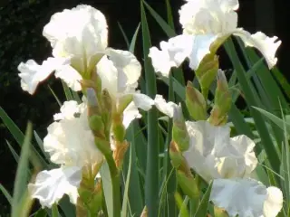 Hvid Iris