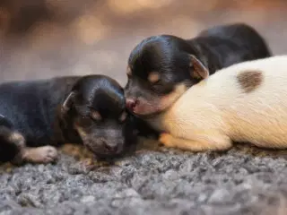 Maltipoo fra undersøgte forældre.