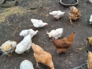 høns æglæggende