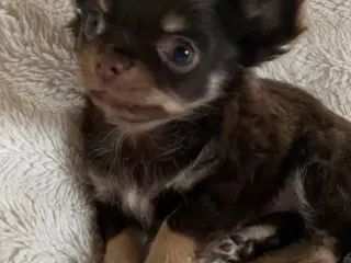 Langhåret Chihuahua hanhvalpe