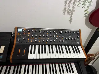 Moog Subsequent 37