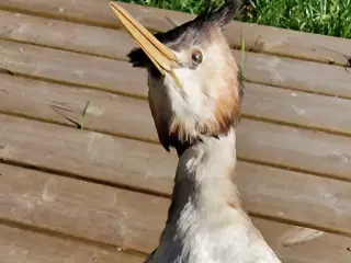 Toppet lappedykker, udstoppet, sælges