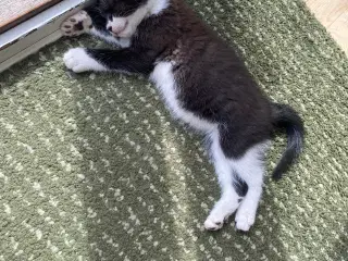 Kattekillinger 