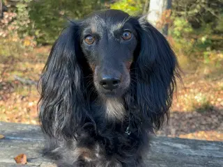 Gravhund tilbydes til parring 