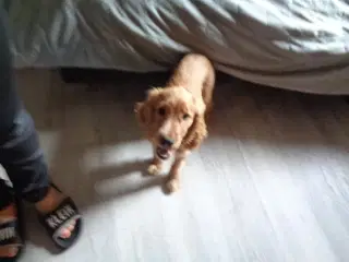 Cocker Spaniel 4 mdr.