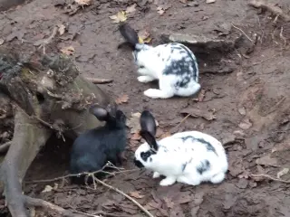 Kaninunger blanding af rex og blå belgisk kæmpe 