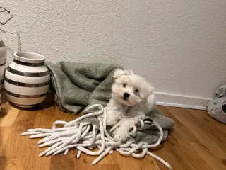 Maltipoo hvalp